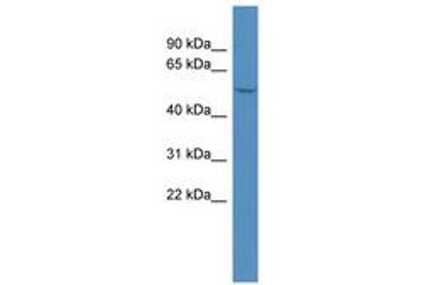 MAGE-Like 2 antibody  (N-Term)