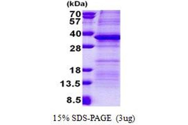 PSG5 Protein (AA 35-335) (His tag)