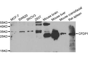 Western blot analysis of extracts of various cell lines, using CFDP1 antibody. (CFDP1 antibody)