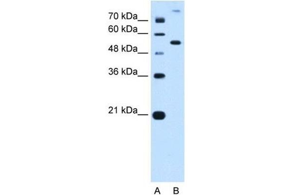 PPAT antibody  (N-Term)