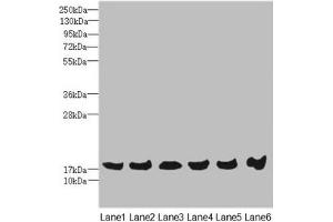 Western blot All lanes: MAGOH antibody at 4. (MAGOH antibody  (AA 1-146))