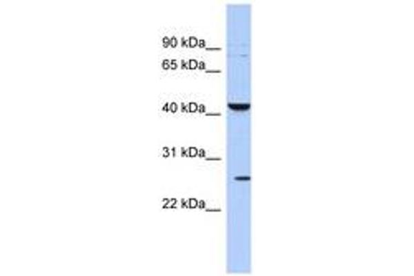 KCNMB4 antibody  (AA 71-120)
