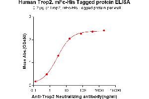 ELISA plate pre-coated by 2 μg/mL (100 μL/well) Human Trop2, mFc-His tagged protein (ABIN6961178, ABIN7042385 and ABIN7042386) can bind Anti-Trop2 Neutralizing antibody ABIN6964436 and ABIN7272572 in a linear range of 0. (TACSTD2 Protein (AA 27-274) (mFc-His Tag))