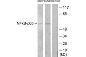 Western blot analysis of extracts from COS7/HuvEc cells, treated with TNF-alpha, using NF-kappaB p65 (Ab-435) Antibody. (NF-kB p65 antibody  (AA 402-451))