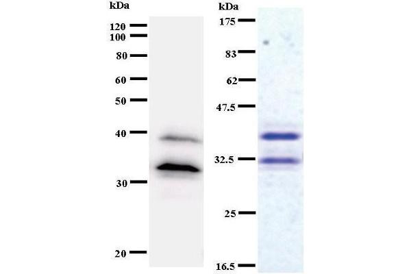 BBX antibody