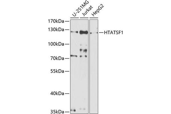 HTATSF1 antibody  (AA 1-270)