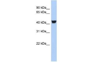 TH antibody (70R-10442) used at 0. (TH antibody  (N-Term))