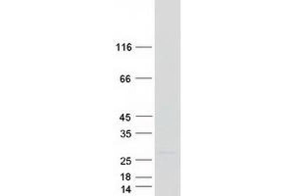 NDUFA8 Protein (Myc-DYKDDDDK Tag)