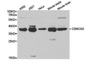 Western Blotting (WB) image for anti-Casein Kinase 2, alpha Prime Polypeptide (CSNK2A2) antibody (ABIN1872040) (CSNK2A2 antibody)