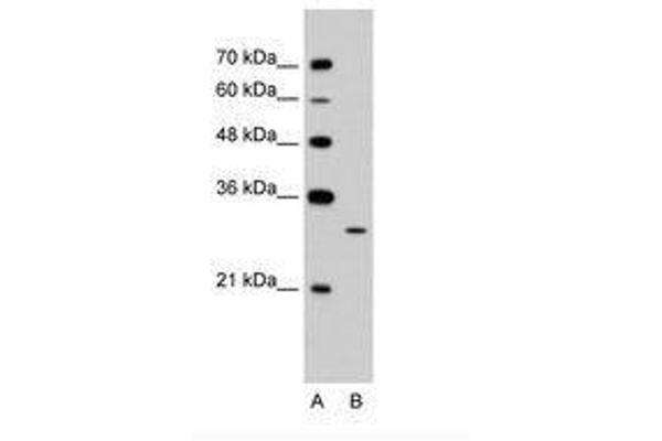 EGFL8 antibody  (C-Term)