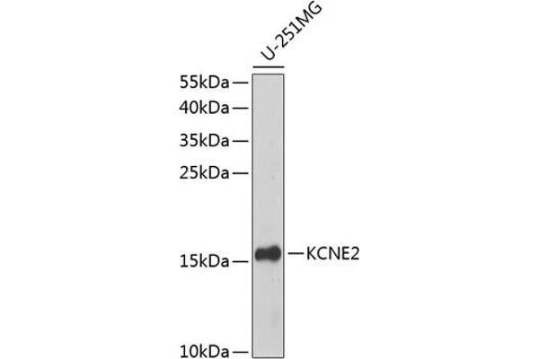 KCNE2 antibody  (AA 1-100)