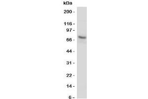 Western blot testing of P2X7 antibody and U87 cell lysate. (P2RX7 antibody  (N-Term))