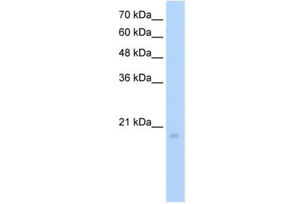 RGS8 antibody  (N-Term)