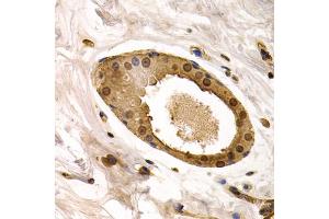 Immunohistochemistry of paraffin-embedded human normal breast using TOR1A antibody. (TOR1A antibody)