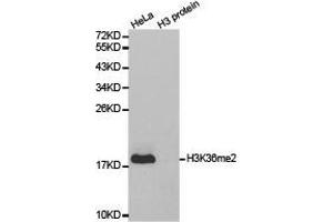 Western Blotting (WB) image for anti-Histone 3 (H3) (H3K36me2) antibody (ABIN1873004) (Histone 3 antibody  (H3K36me2))