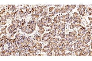 Detection of PRL in Porcine Pituitary Tissue using Polyclonal Antibody to Prolactin (PRL) (Prolactin antibody  (AA 31-229))