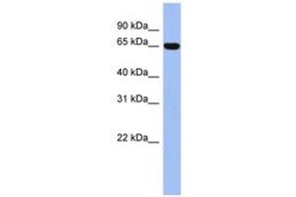 TRIM47 antibody  (AA 431-480)