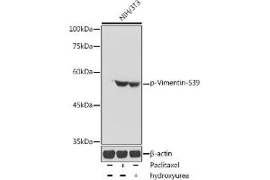 Western blot analysis of extracts of NIH/3T3 cells, using Phospho-Vimentin-S39 antibody (ABIN7271327) at 1:1000 dilution. (Vimentin antibody  (pSer39))