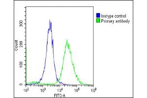 Overlay histogram showing Hela cells stained with (ABIN6244143 and ABIN6578799)(green line). (TMEM106B antibody  (AA 218-252))