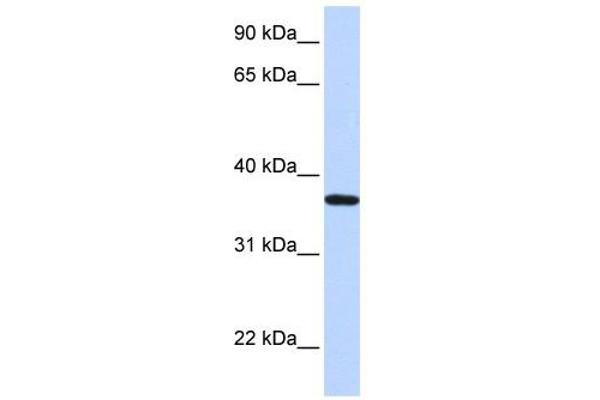 LCN12 anticorps  (N-Term)