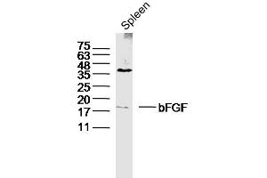 Western Blotting (WB) image for anti-Fibroblast Growth Factor 2 (Basic) (FGF2) (AA 143-250) antibody (ABIN726425)