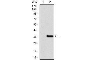 Western Blotting (WB) image for anti-Nuclear Receptor Subfamily 6, Group A, Member 1 (NR6A1) (AA 65-118) antibody (ABIN969579)