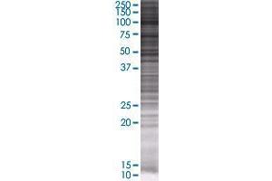 PAQR9 transfected lysate. (PAQR9 293T Cell Transient Overexpression Lysate(Denatured))