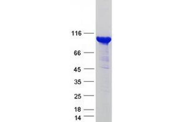 HECTD3 Protein (Myc-DYKDDDDK Tag)