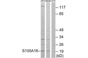 Western blot analysis of extracts from 3T3 cells and RAW264. (S100A16 antibody  (Internal Region))