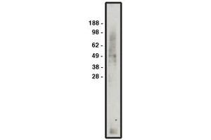 Image no. 1 for anti-Monocarboxylate Transporter 3 (MCT3) antibody (ABIN793723) (MCT3 antibody)