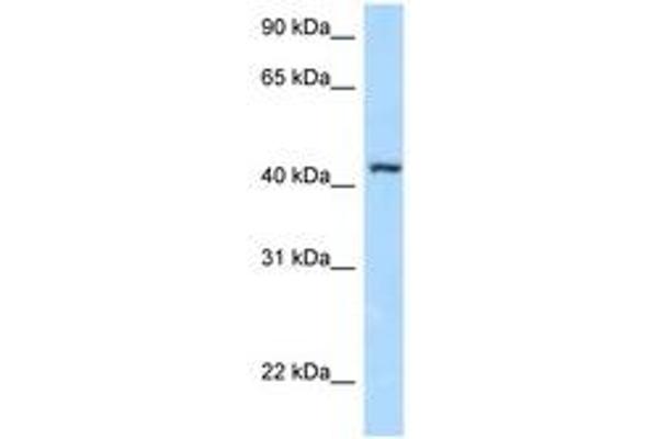 FBXL8 antibody  (AA 53-102)