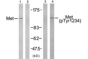 Western blot analysis of extract from HepG2 cells using Met (Ab-1234) antibody (E021220, Line 1 and 2) and Met (phospho- Tyr1234) antibody (E011227, Line 3 and 4). (c-MET antibody)