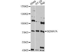 Western blot analysis of extracts of various cell lines, using SEMA7A antibody (ABIN5998778) at 1:3000 dilution. (SEMA7A antibody)