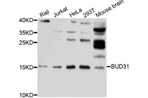 Western blot analysis of extracts of various cell lines, using BUD31 antibody. (BUD31 antibody)