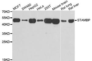 Western blot analysis of extracts of various cell lines, using STAMBP antibody. (STAMBP antibody)