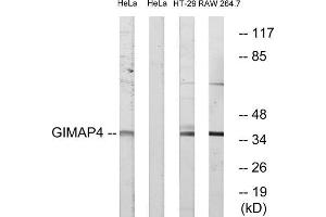 Western blot analysis of extracts from HeLa cells, HT-29 cells and RAW264. (GIMAP4 antibody  (Internal Region))