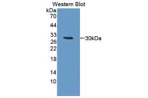 Western blot analysis of the recombinant protein. (PRKDC antibody  (AA 3899-4128))