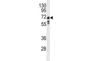 Western blot analysis of Lamin B1 antibody and Ramos lysate (Lamin B1 antibody  (AA 459-488))