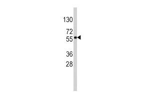 Western blot analysis of anti-SOX9 Antibody (Center) (R) in HepG2 cell line lysates (35 μg/lane). (SOX9 antibody  (AA 231-260))