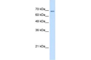 Western Blotting (WB) image for anti-Transmembrane 9 Superfamily Member 1 (TM9SF1) antibody (ABIN2463971) (TM9SF1 antibody)