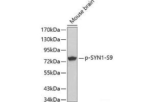 Western blot analysis of extracts from Mouse Brain tissue using Phospho-SYN1(S9) Polyclonal Antibody. (SYN1 antibody  (pSer9))