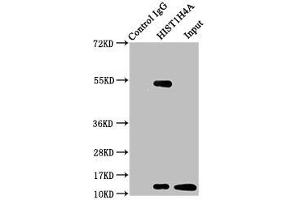 Immunoprecipitating HIST1H4A in HepG2 whole cell lysate (treated with 30 mM sodium butyrate for 4h) Lane 1: Rabbit control IgG instead of ibHU in HepG2 whole cell lysate (treated with 30 mM sodium butyrate for 4h). (HIST1H4A antibody)