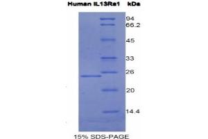 SDS-PAGE analysis of Human IL13Ra1 Protein. (IL13 Receptor alpha 1 Protein)