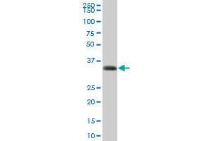 HLA-DRA MaxPab polyclonal antibody. (HLA-DRA antibody  (AA 1-254))