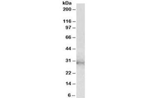 Western blot testing of U937 lysate with CLIC1 antibody at 2ug/ml. (CLIC1 antibody)