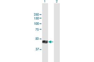 Western Blot analysis of SLC16A1 expression in transfected 293T cell line by SLC16A1 MaxPab polyclonal antibody. (SLC16A1 antibody  (AA 1-500))