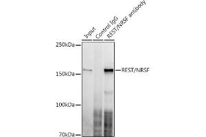 Immunoprecipitation analysis of 300 μg extracts of U-87MG cells using 3 μg REST/NRSF antibody (ABIN7269883). (REST antibody)