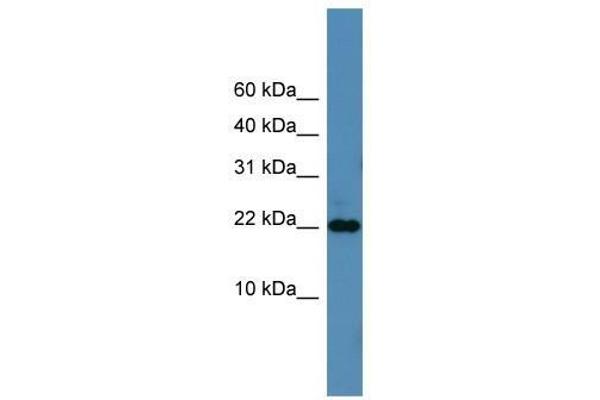 SFRS12IP1 antibody  (N-Term)