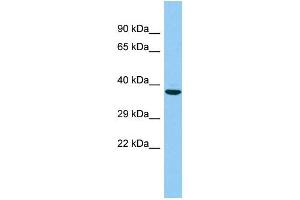 Host: Rabbit Target Name: C7orf57 Sample Type: 721_B Whole Cell lysates Antibody Dilution: 1. (C7ORF57 antibody  (N-Term))