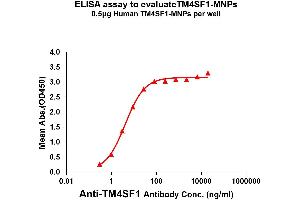 TM4SF1 Protein